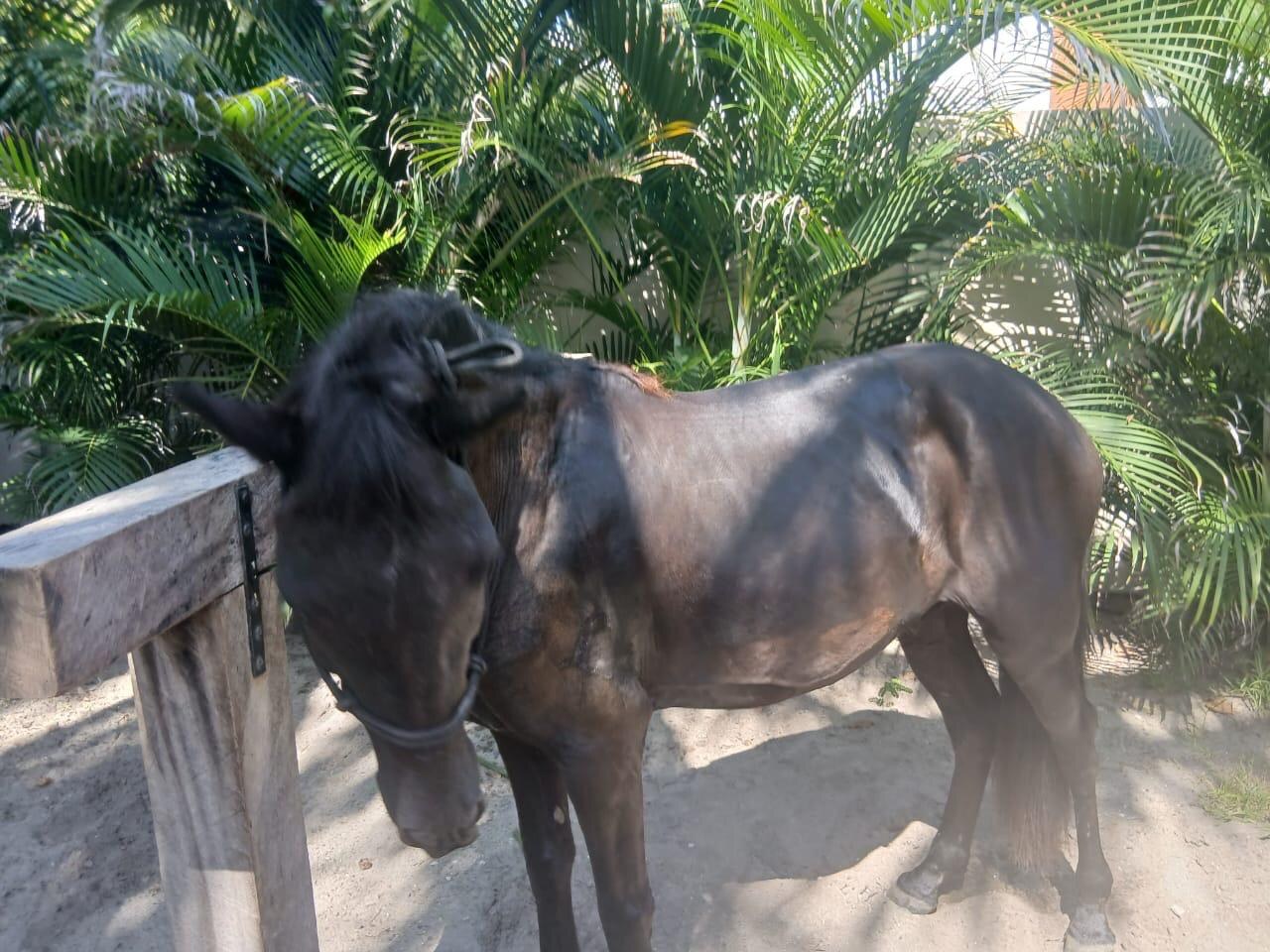 Sir Dante the black gelding at What A Rush Riding Stables