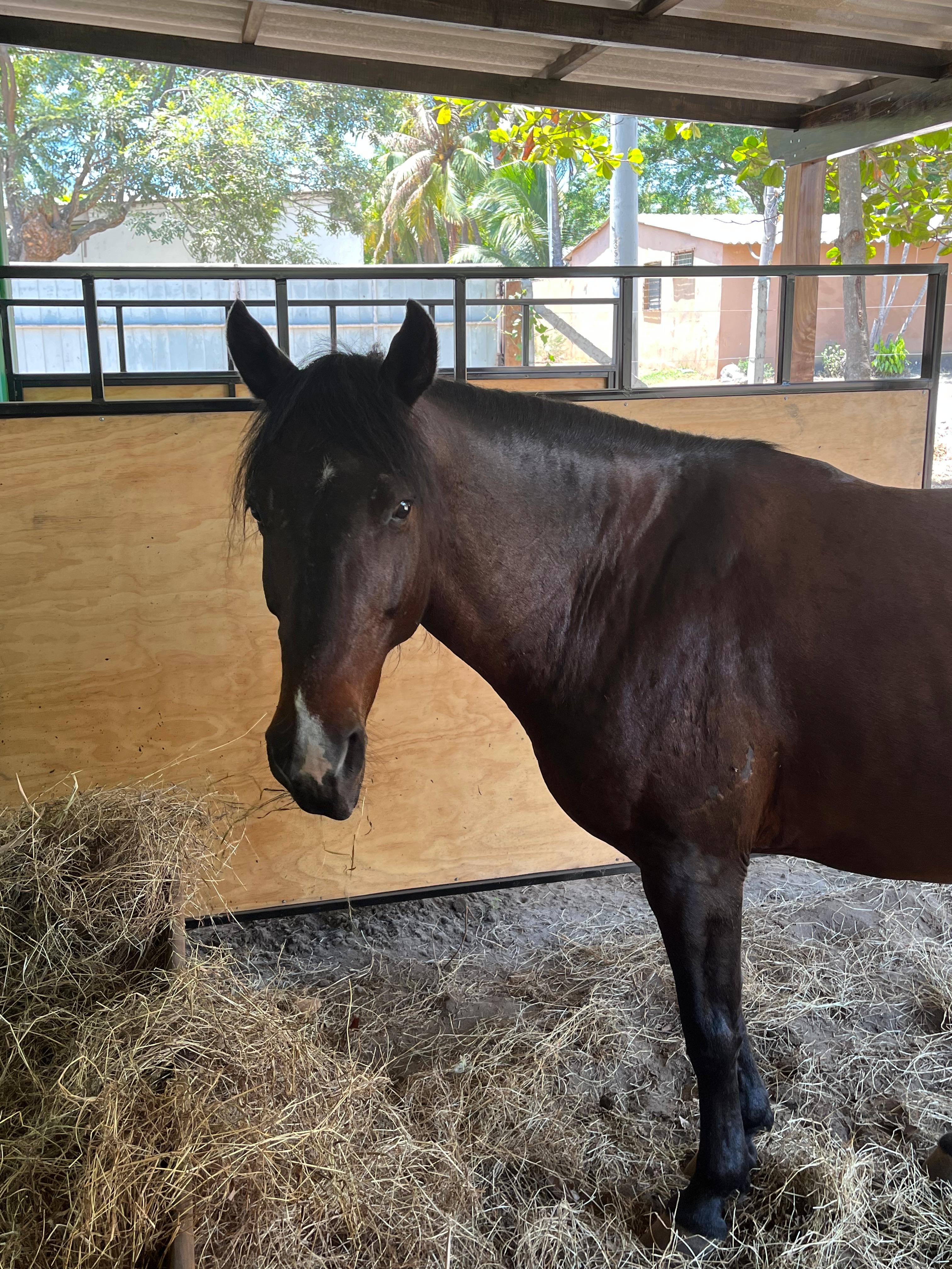 Carbonero - Beautiful horse at What A Rush Riding Stables