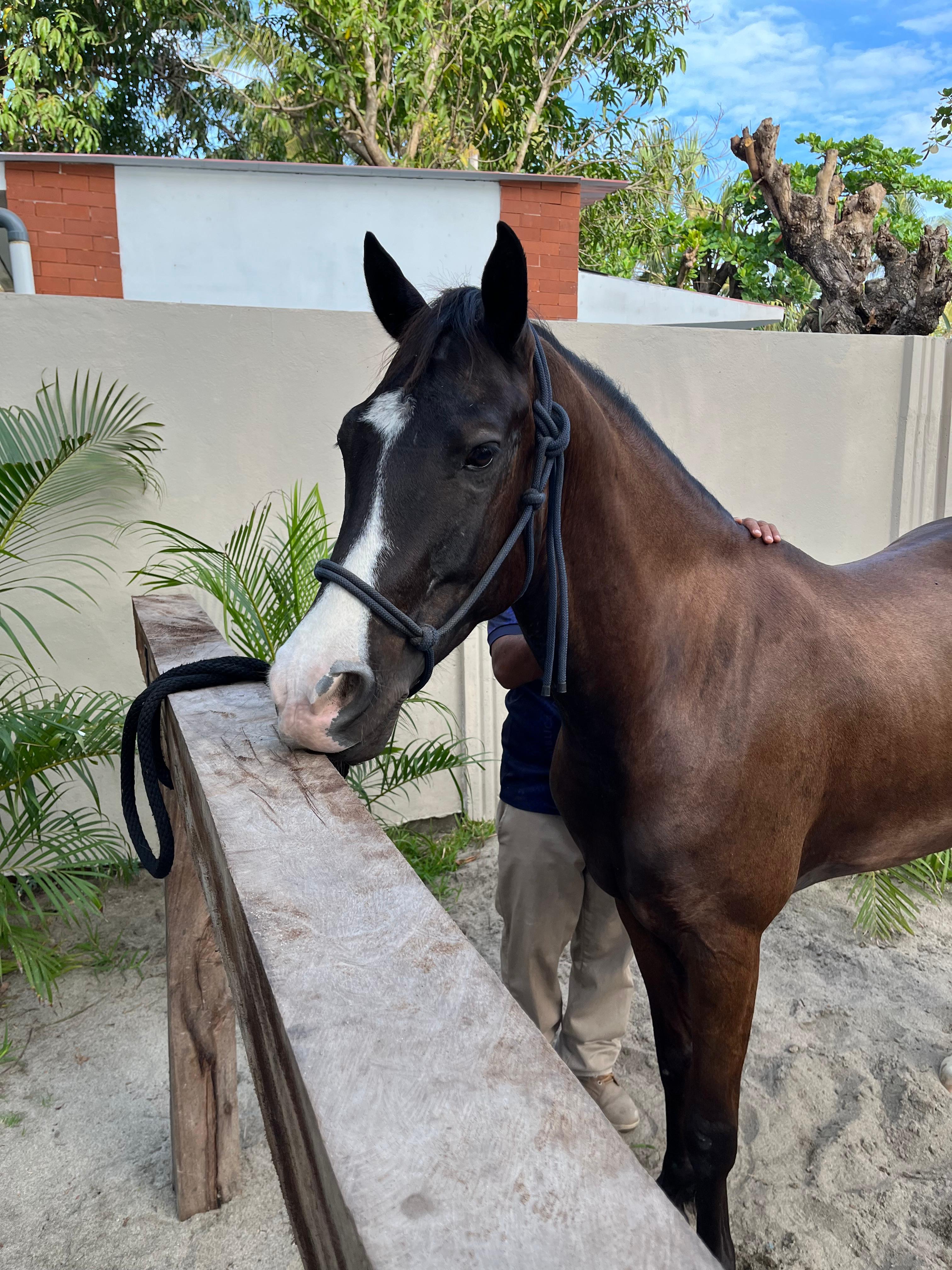 Congrejeto - Beautiful horse at What A Rush Riding Stables
