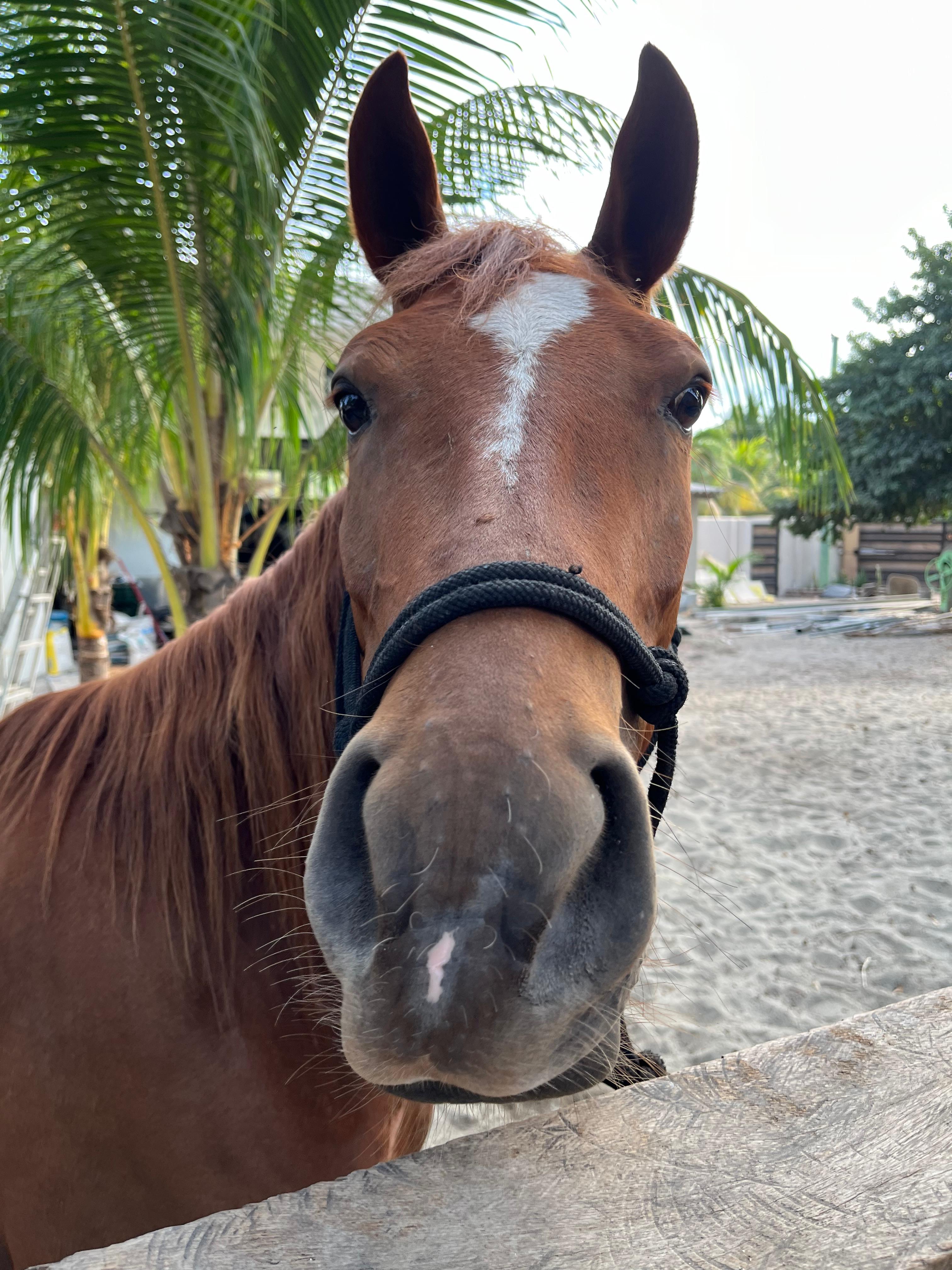 Paco - Beautiful horse at What A Rush Riding Stables