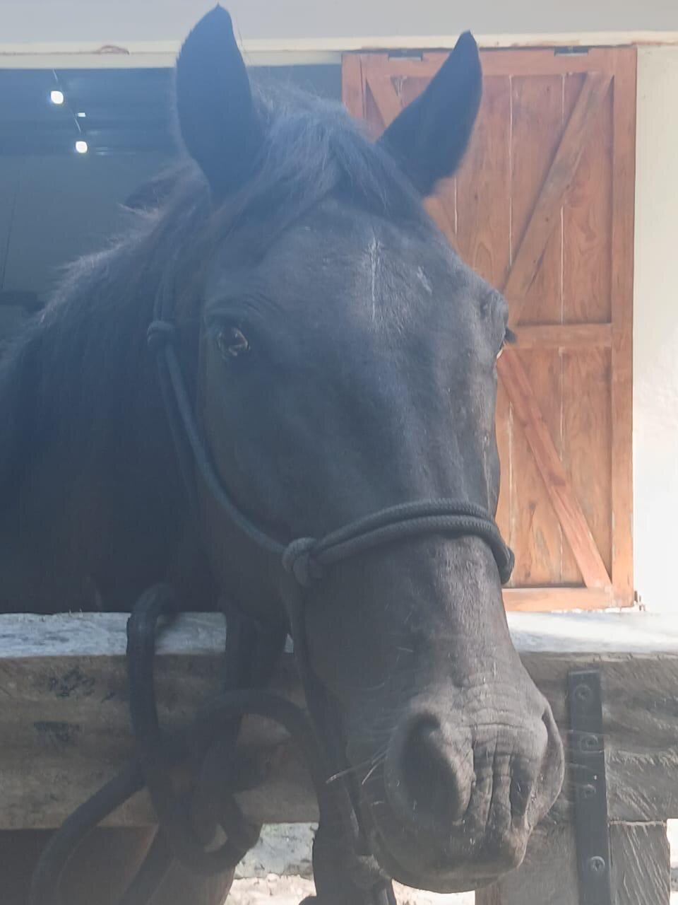 Sir Dante - Beautiful horse at What A Rush Riding Stables