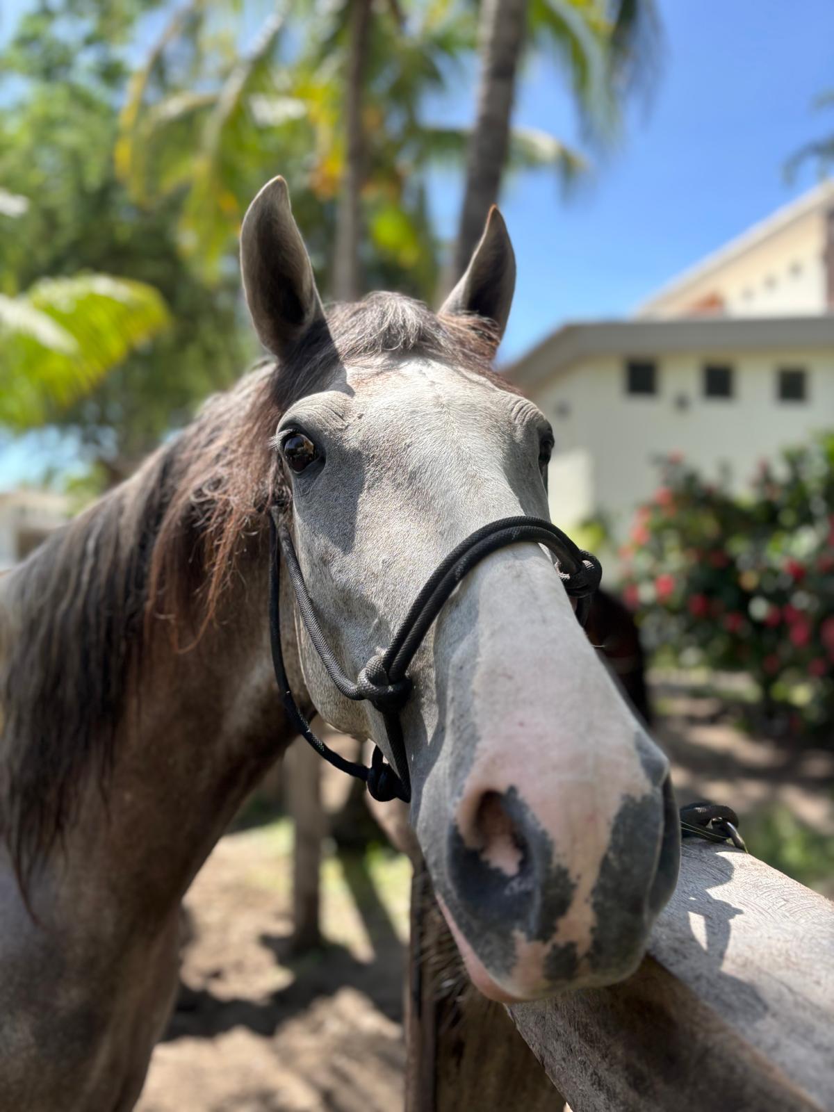 Tequilla - Beautiful horse at What A Rush Riding Stables