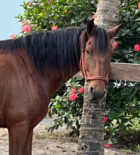 Victorioso - Beautiful horse at What A Rush Riding Stables